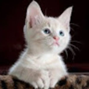 Meet your Posher, Stephen